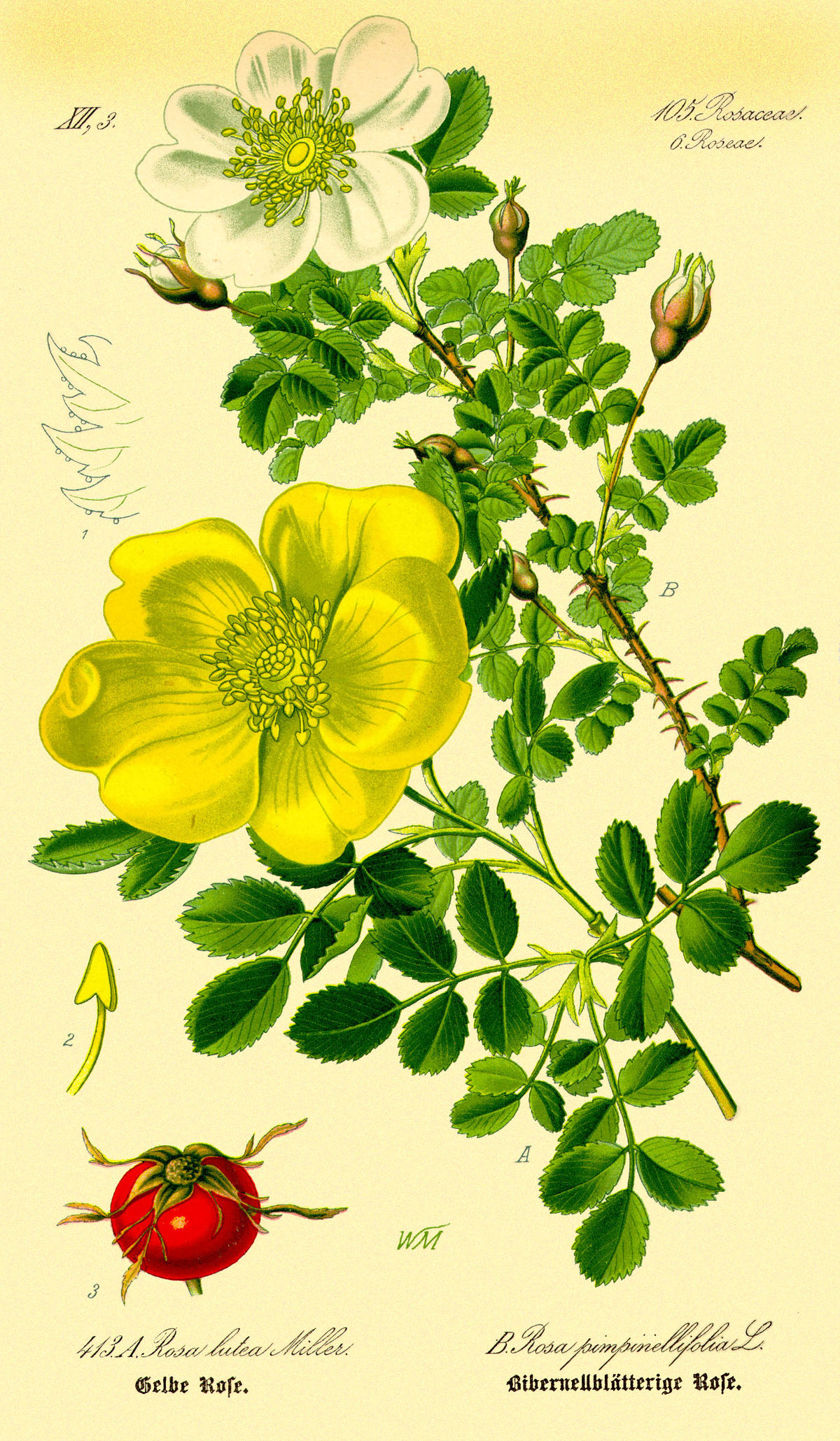 Rosa foetida