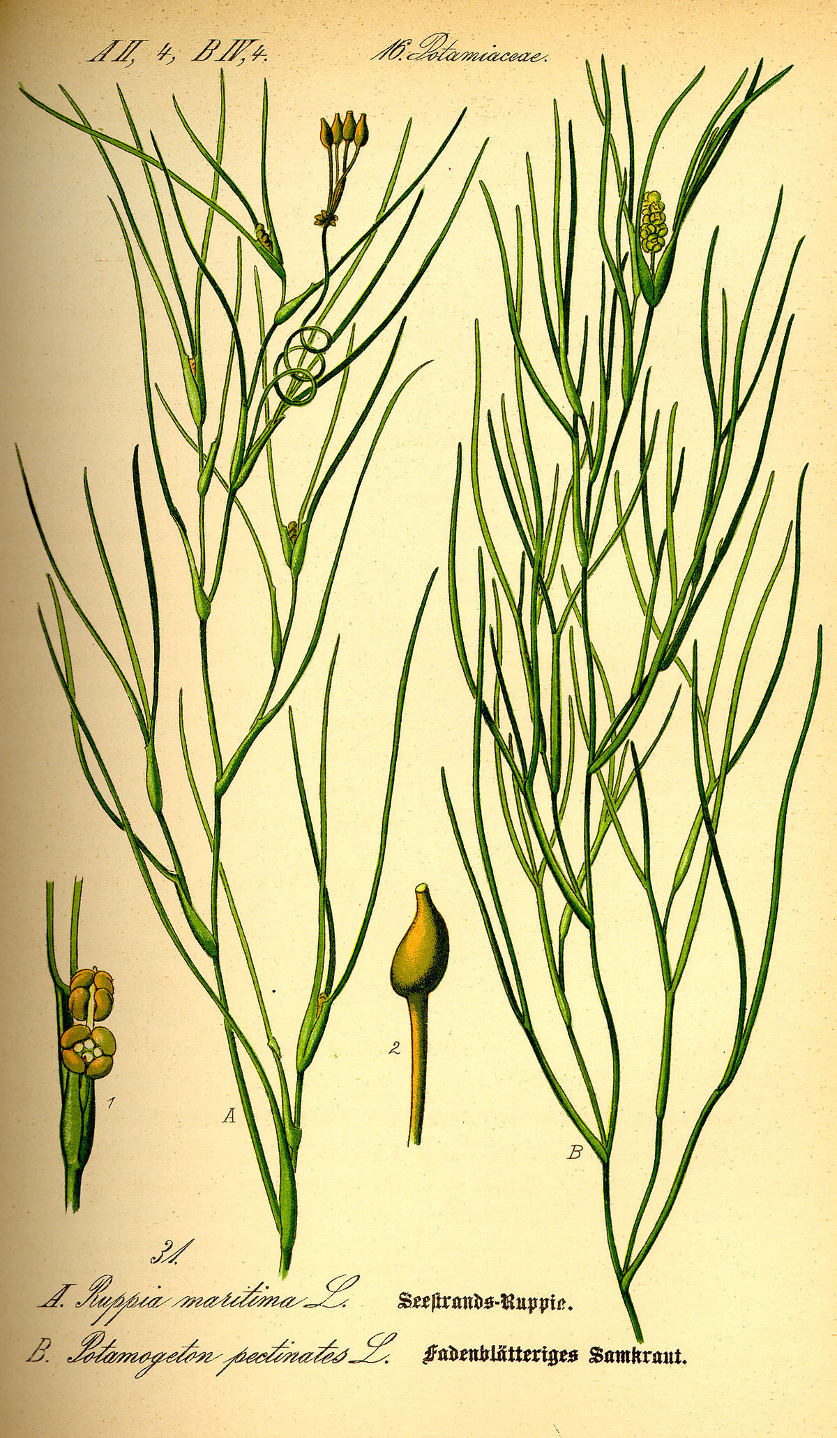 Ruppia maritima L. (Fig.A)