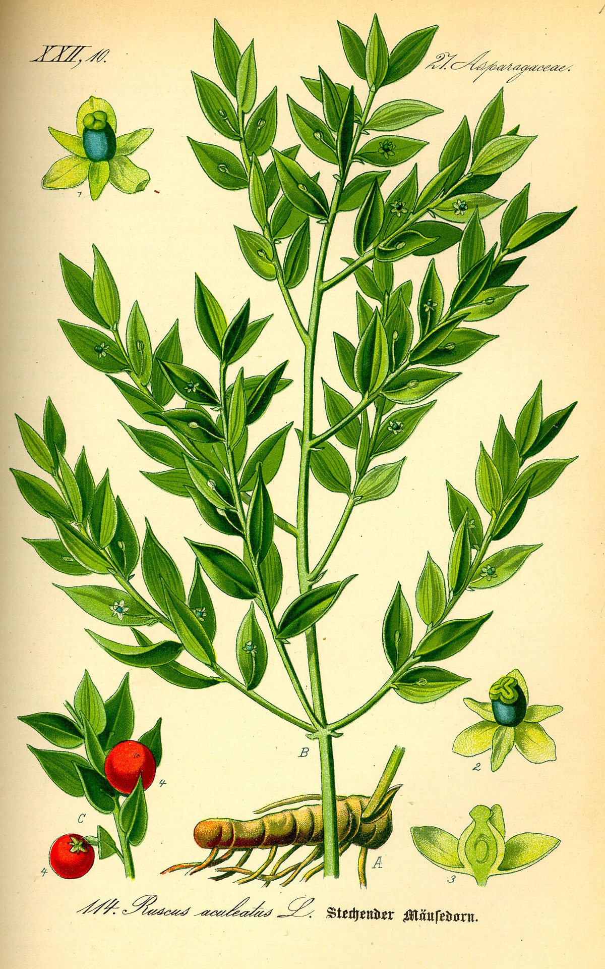 Fragon faux houx