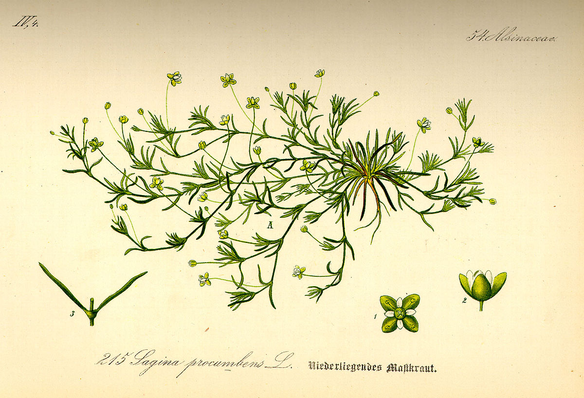 Sagina procumbens