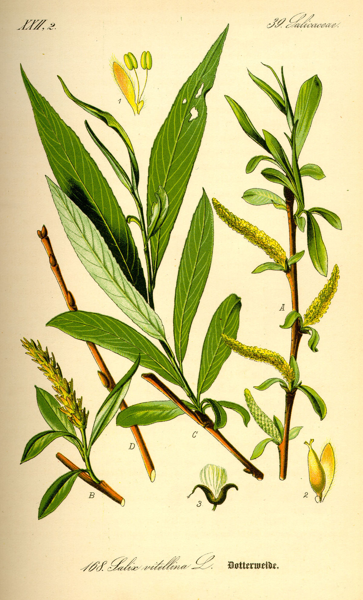 Saule blanc