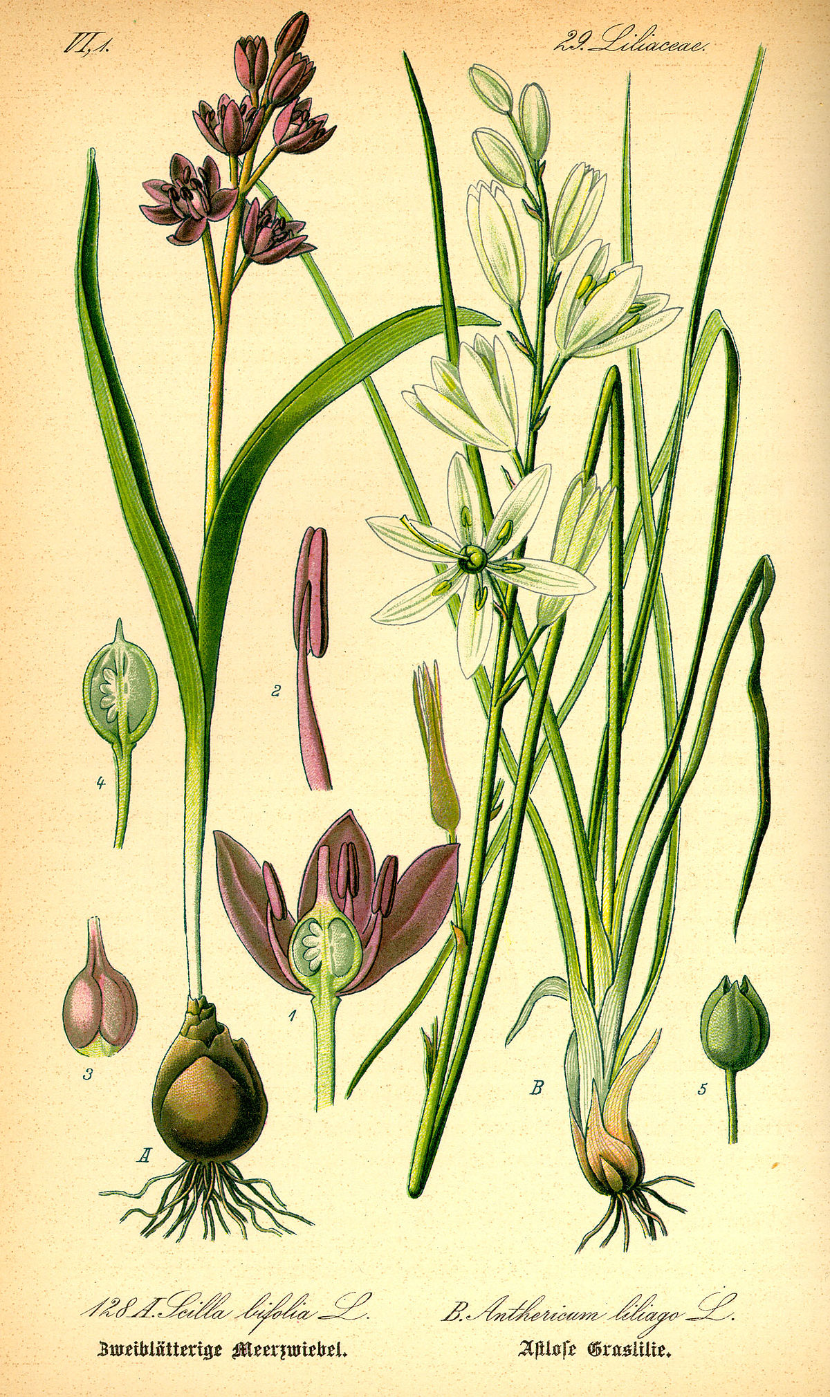 Phalangère à fleurs de Lis