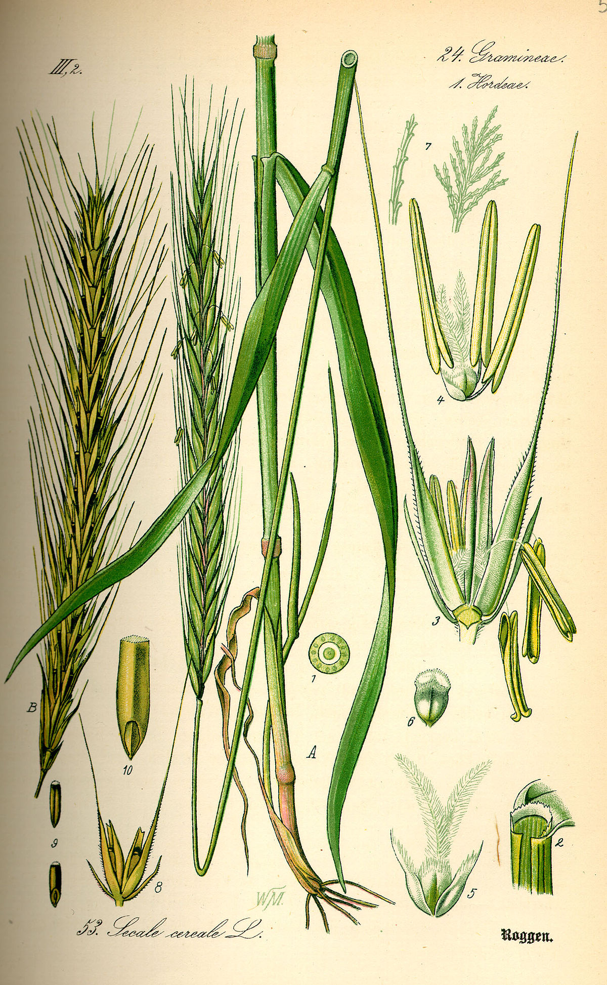 Seigle