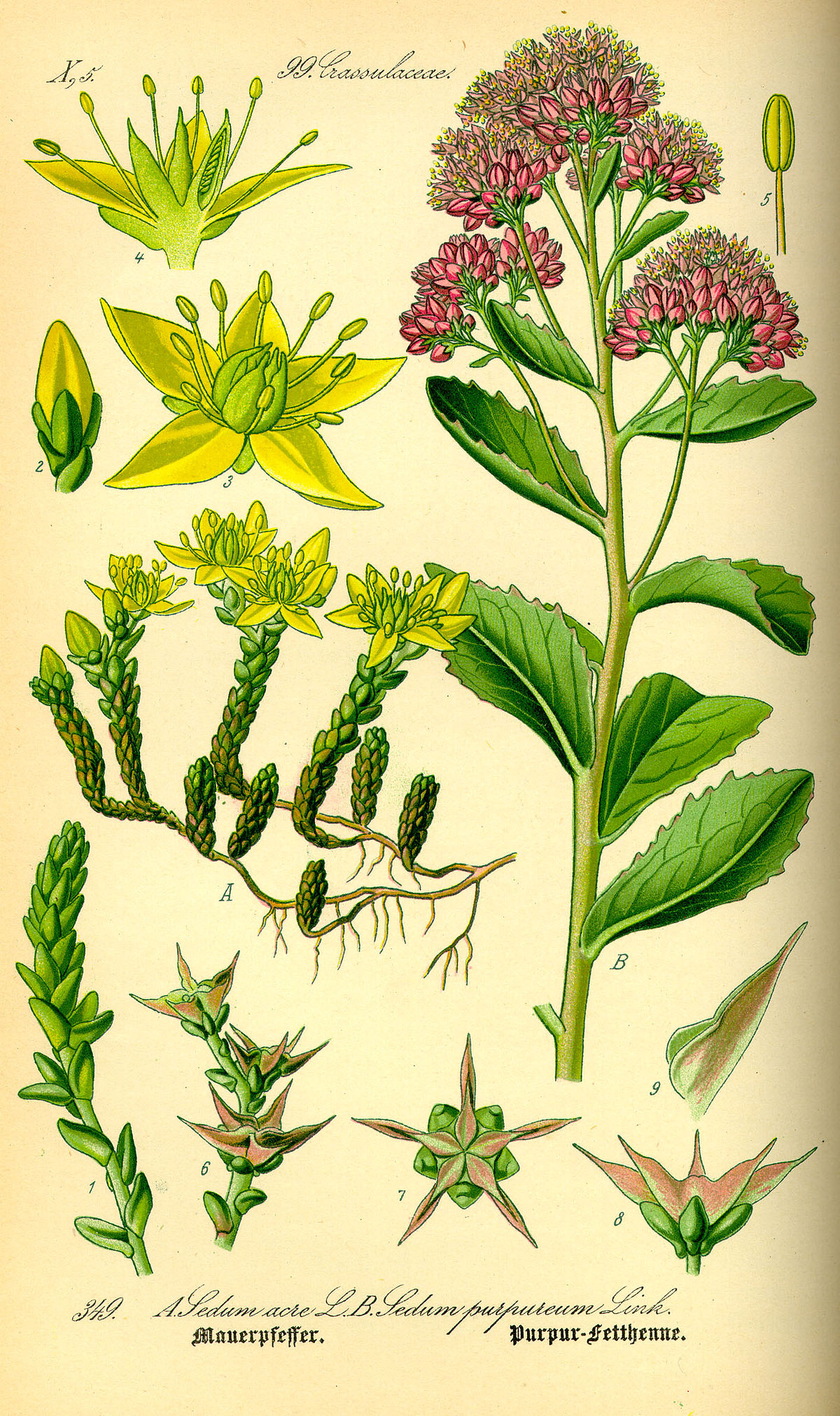Hylotelephium telephium