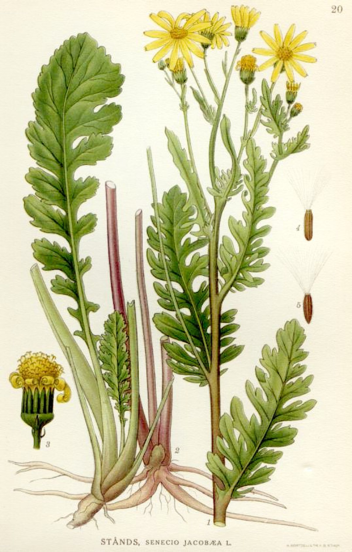 Séneçon de Jacob