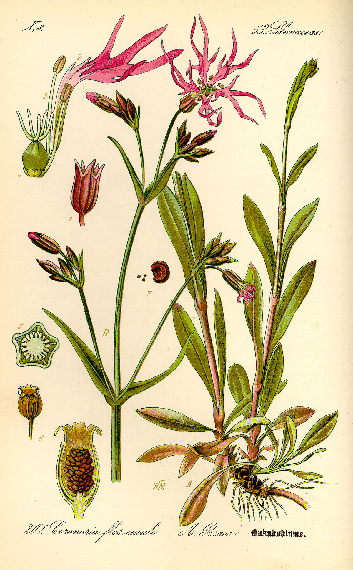 Lychnis fleur de coucou