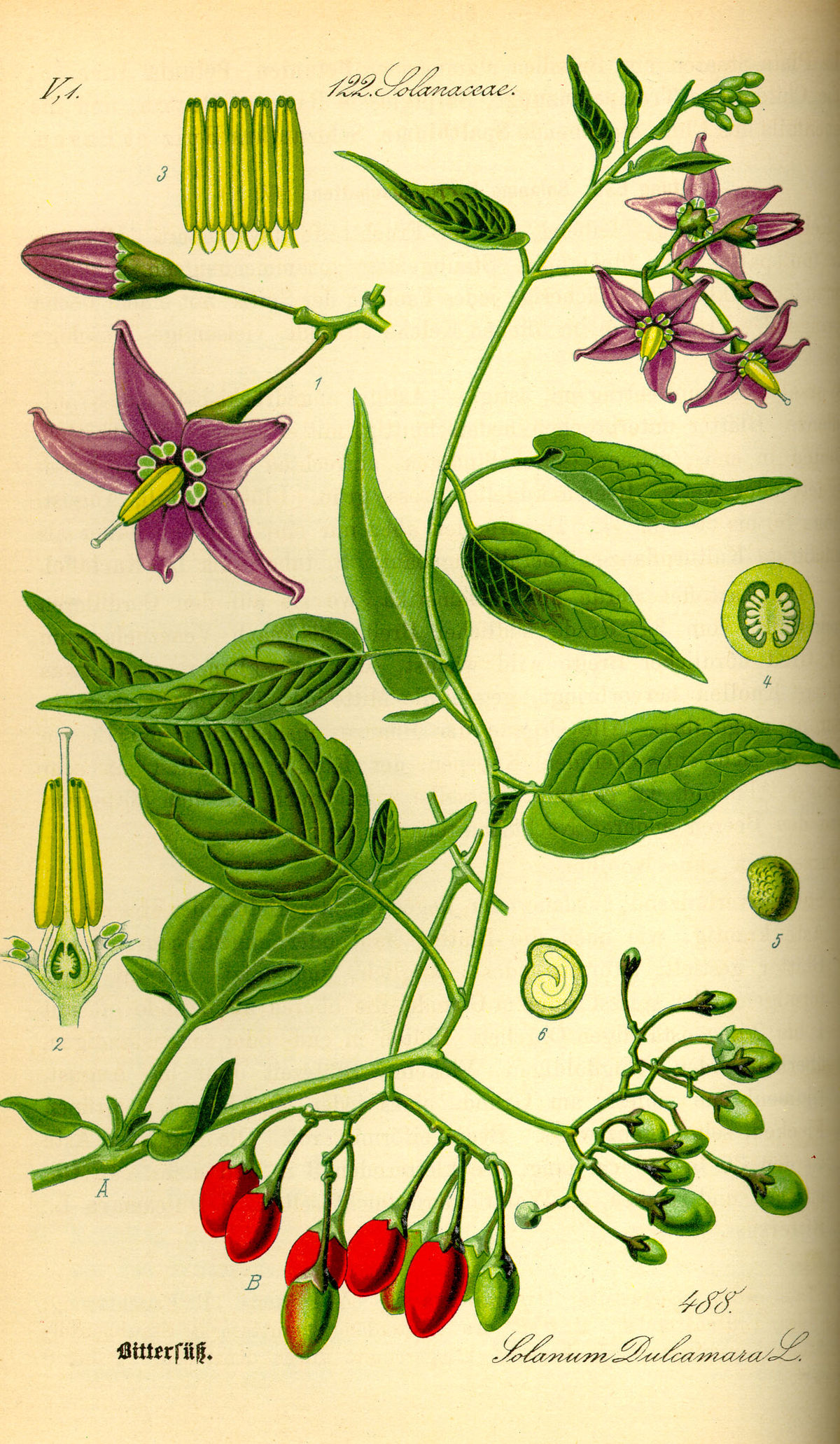 Douce-amère