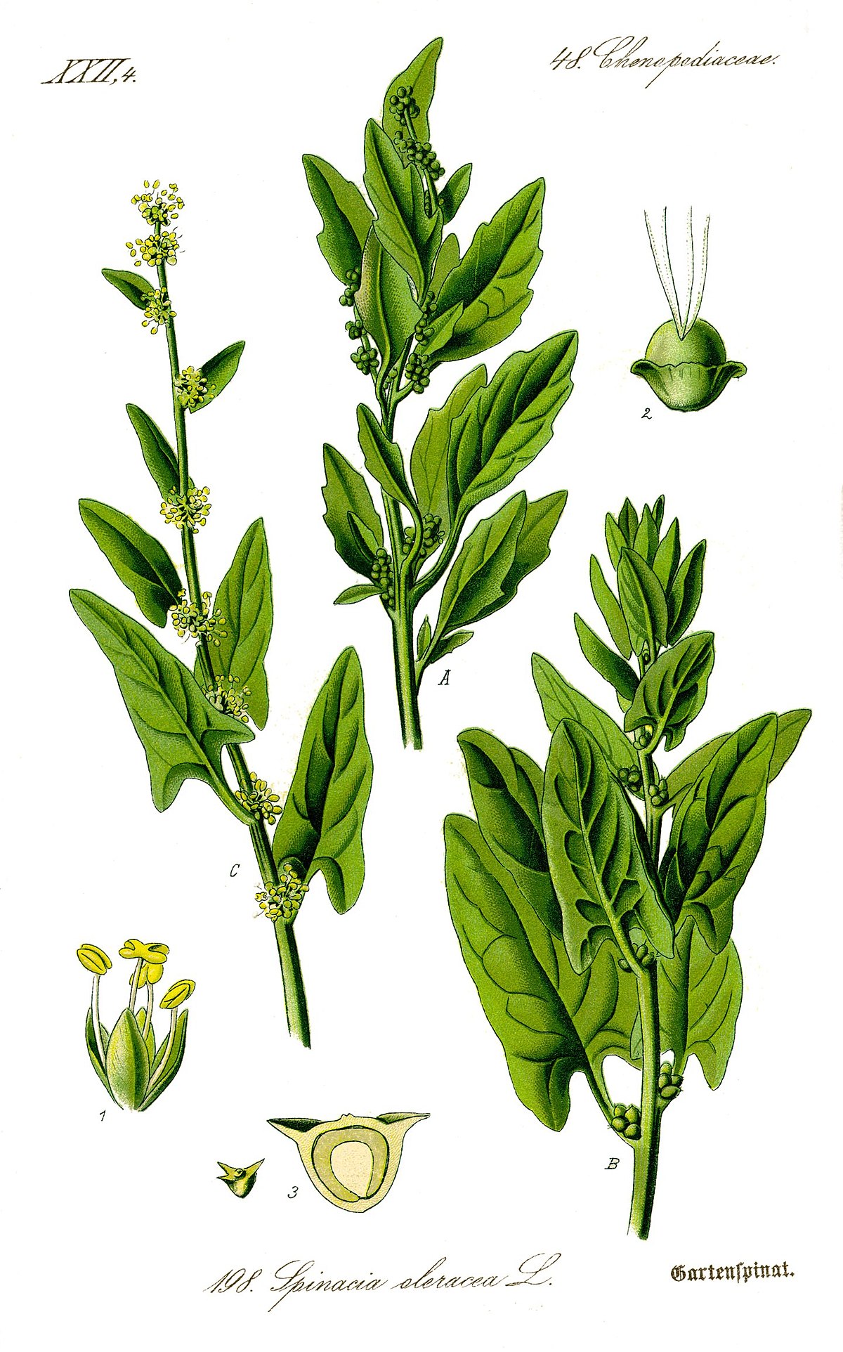 Épinard
