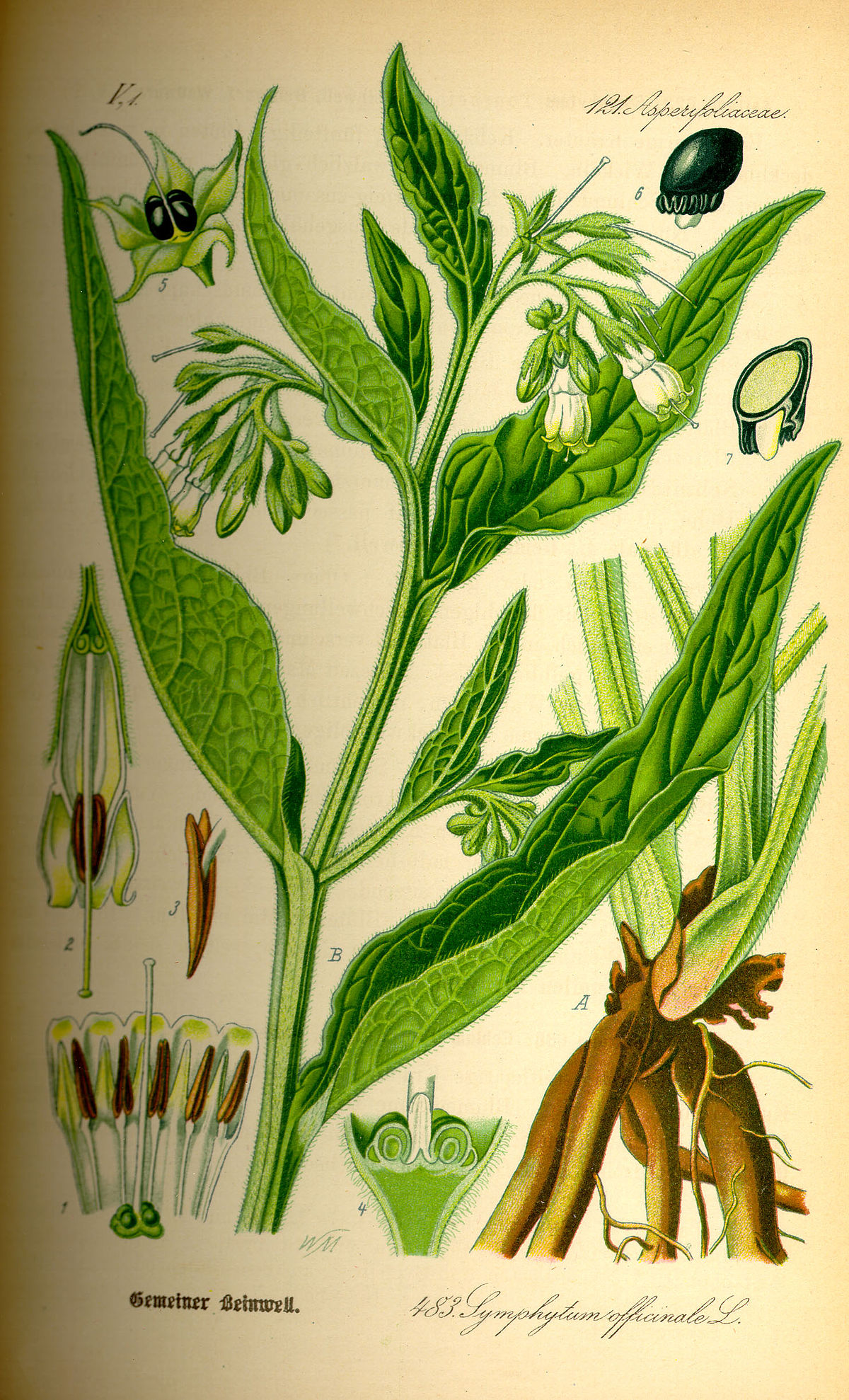 Consoude officinale