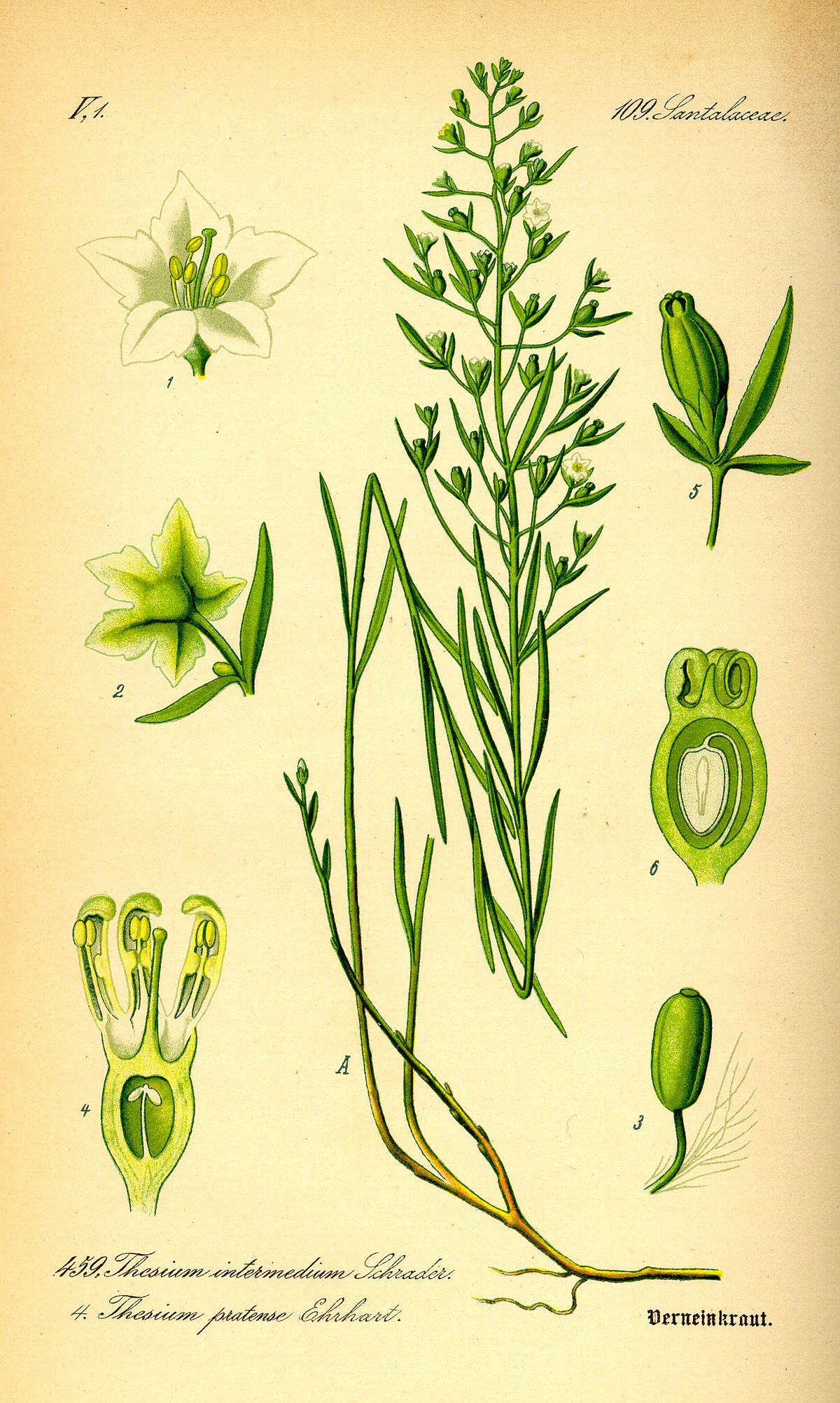 Thesium