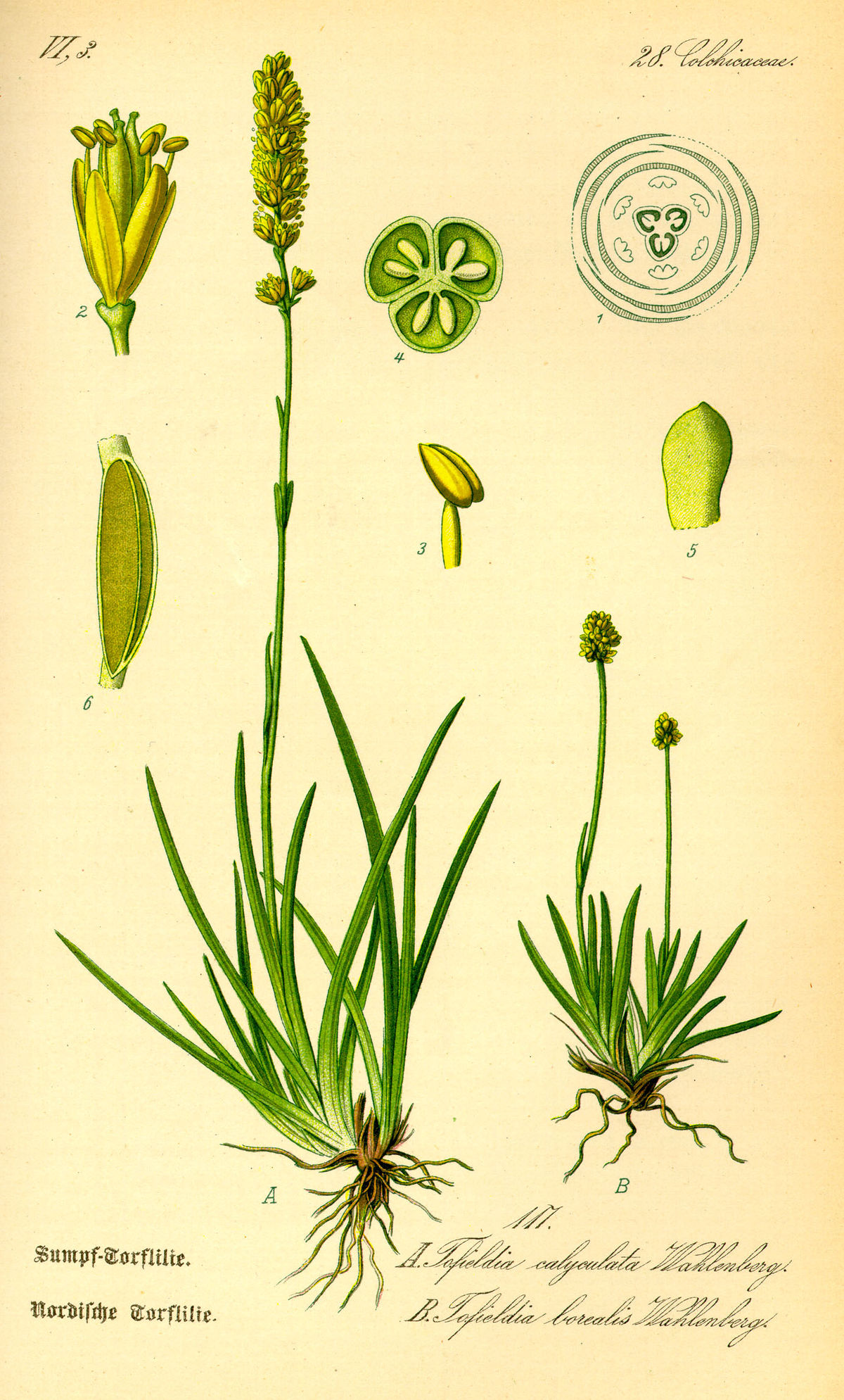 Tofieldiaceae