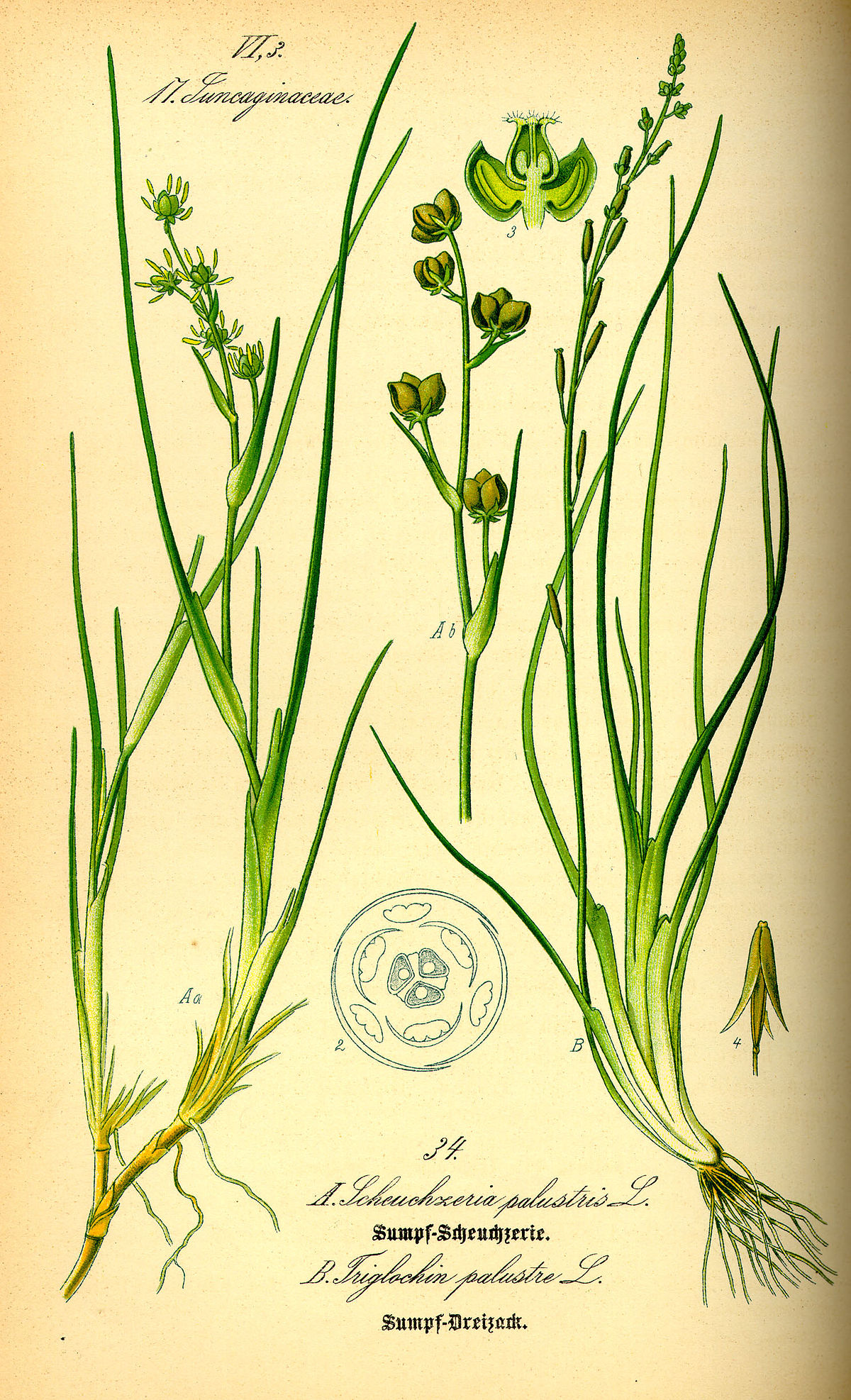 Scheuchzeria palustris