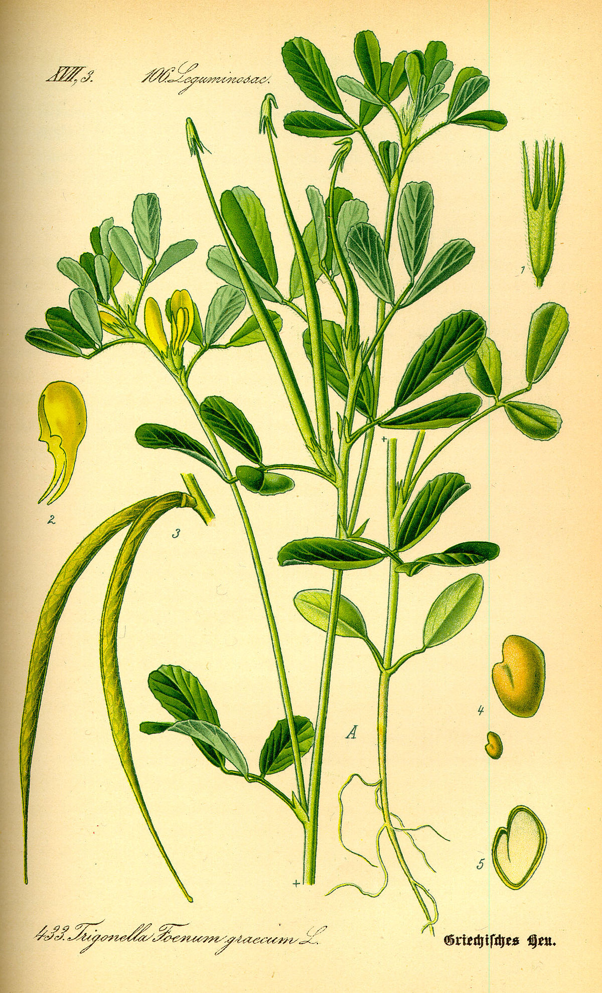 Fenugrec
