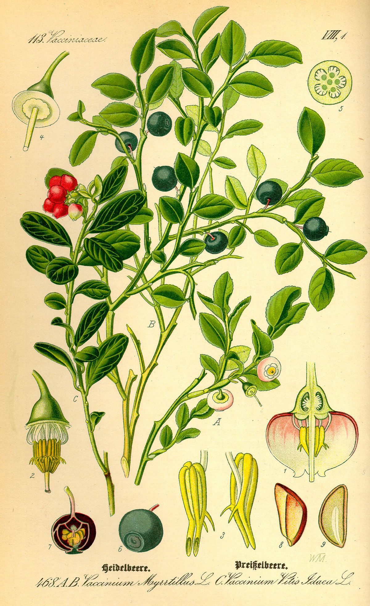 Myrtille commune