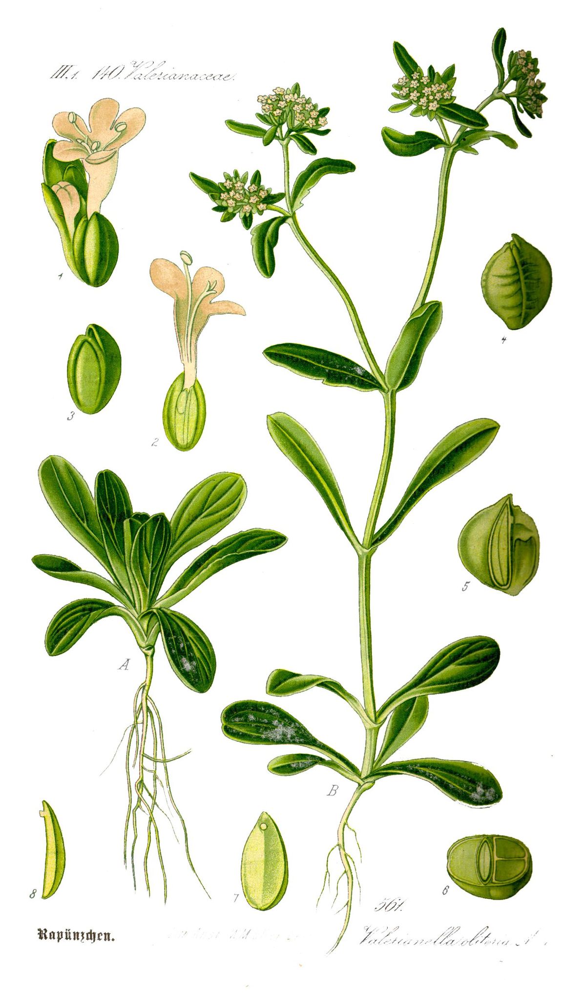 Mâche
