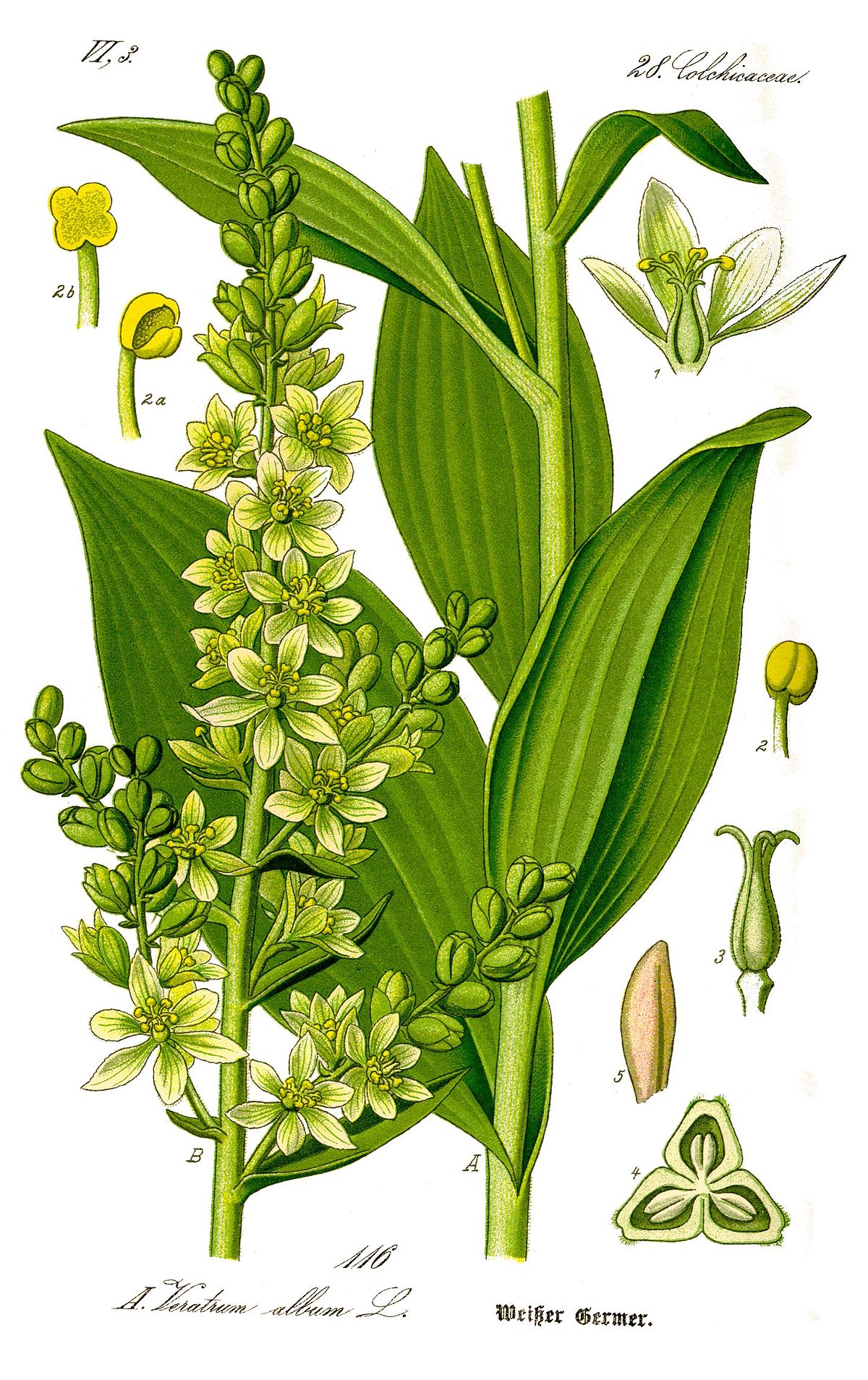 Veratrum album