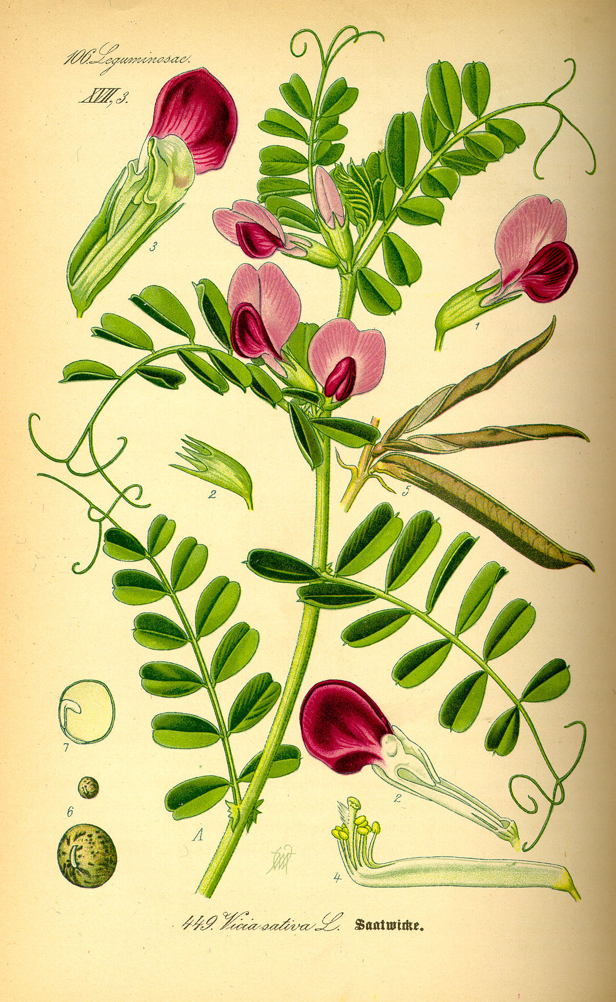 Vesce