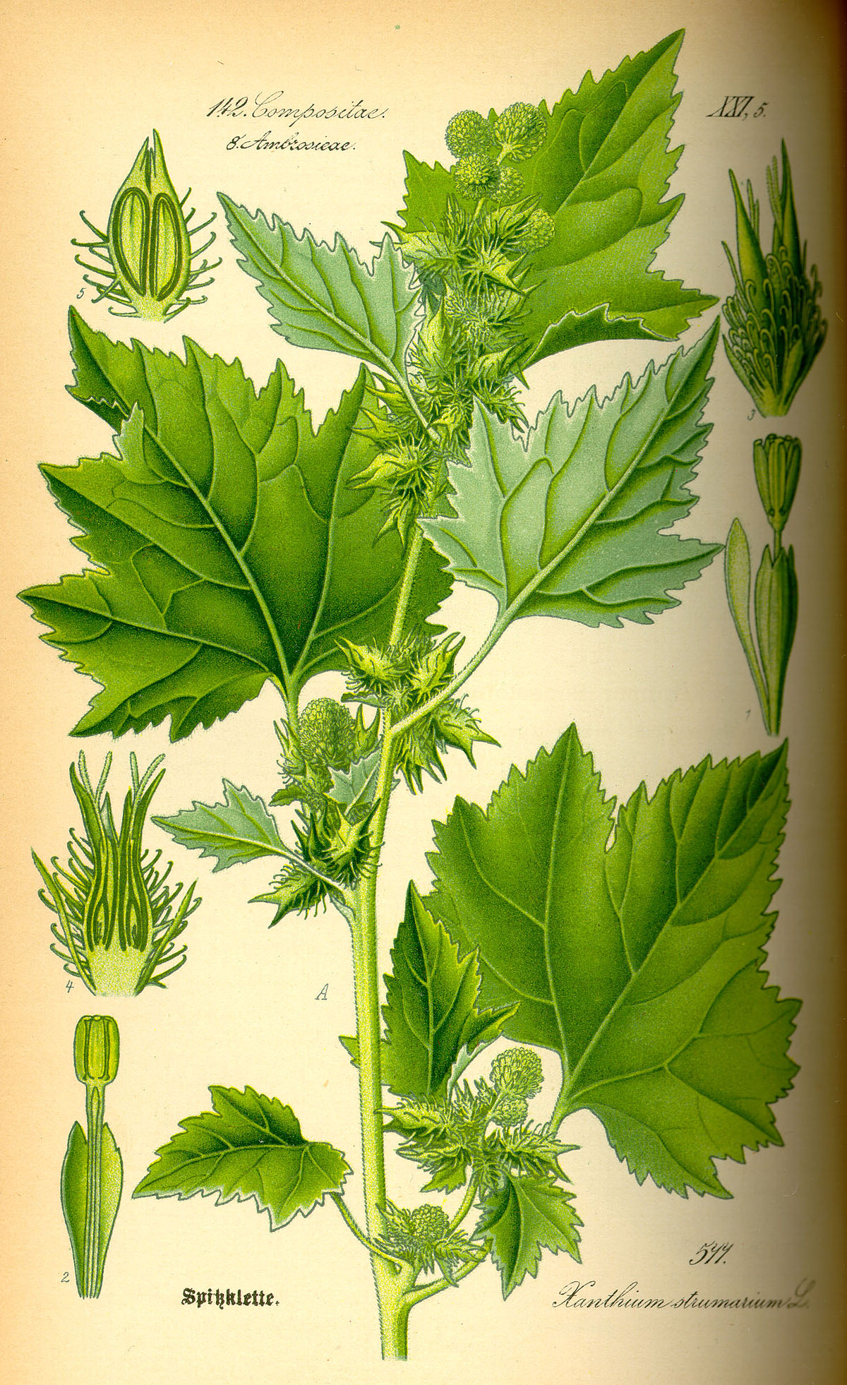 Xanthium