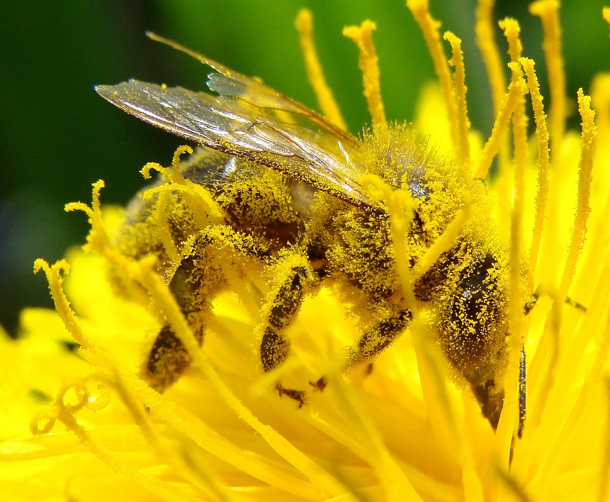 Pollinisation