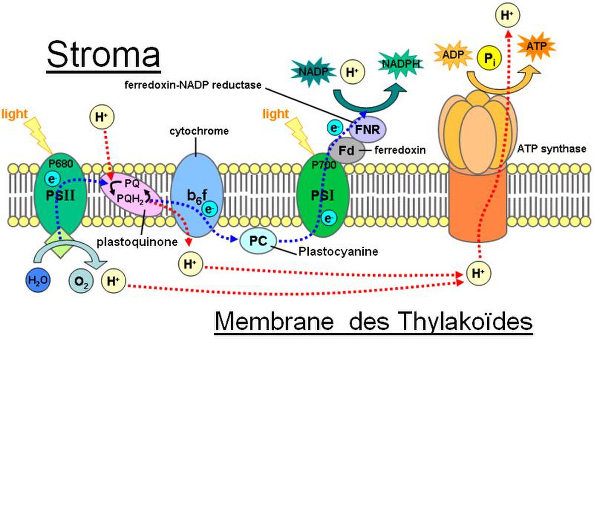 ce schéma représente le parcours des électrons dans les deux photosystèmes lors de la réaction de photosynthèse