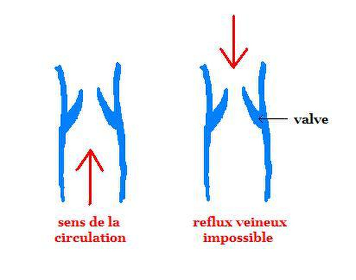 Veine