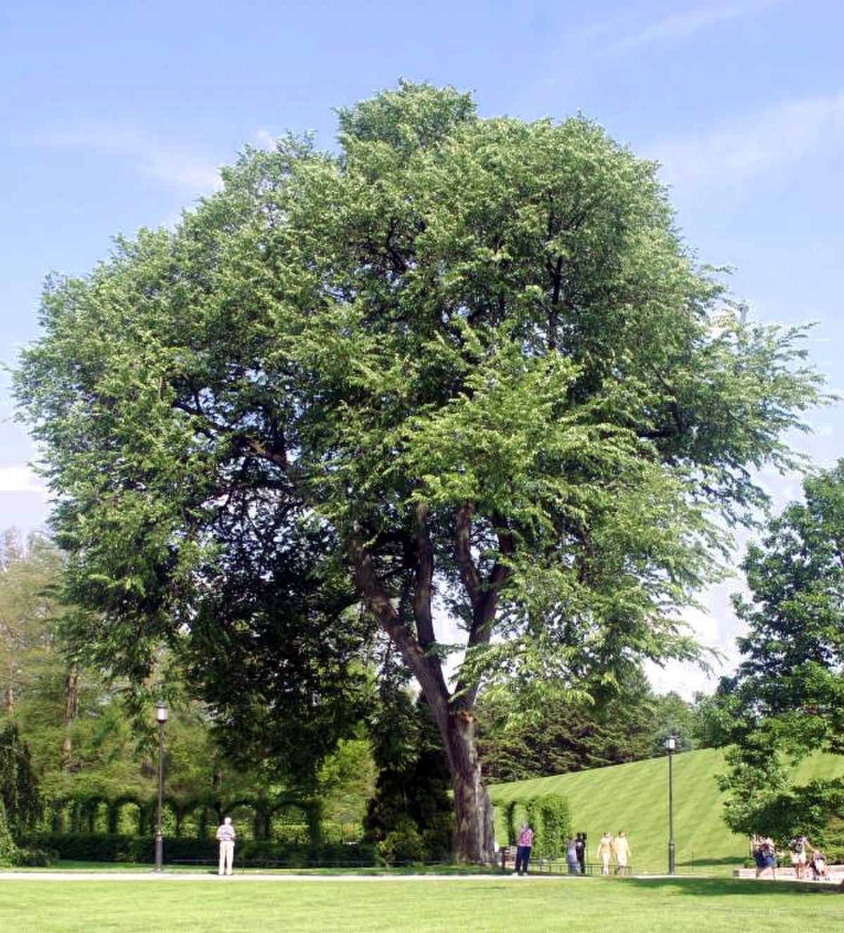 Img ulmus americana 2209.jpg