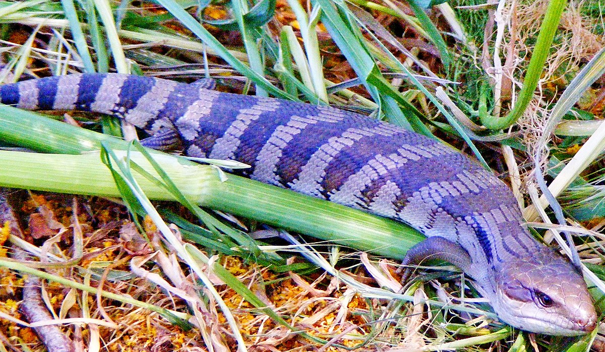 Tiliqua scincoides