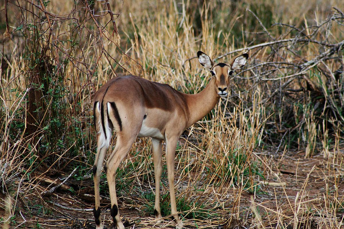 Impala