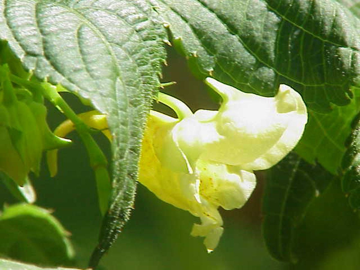 Balsaminaceae