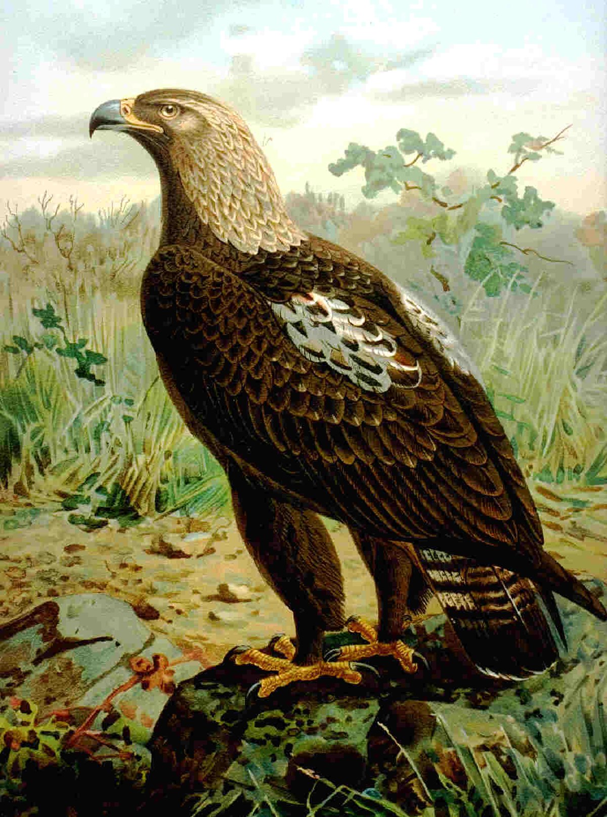Aigle impérial