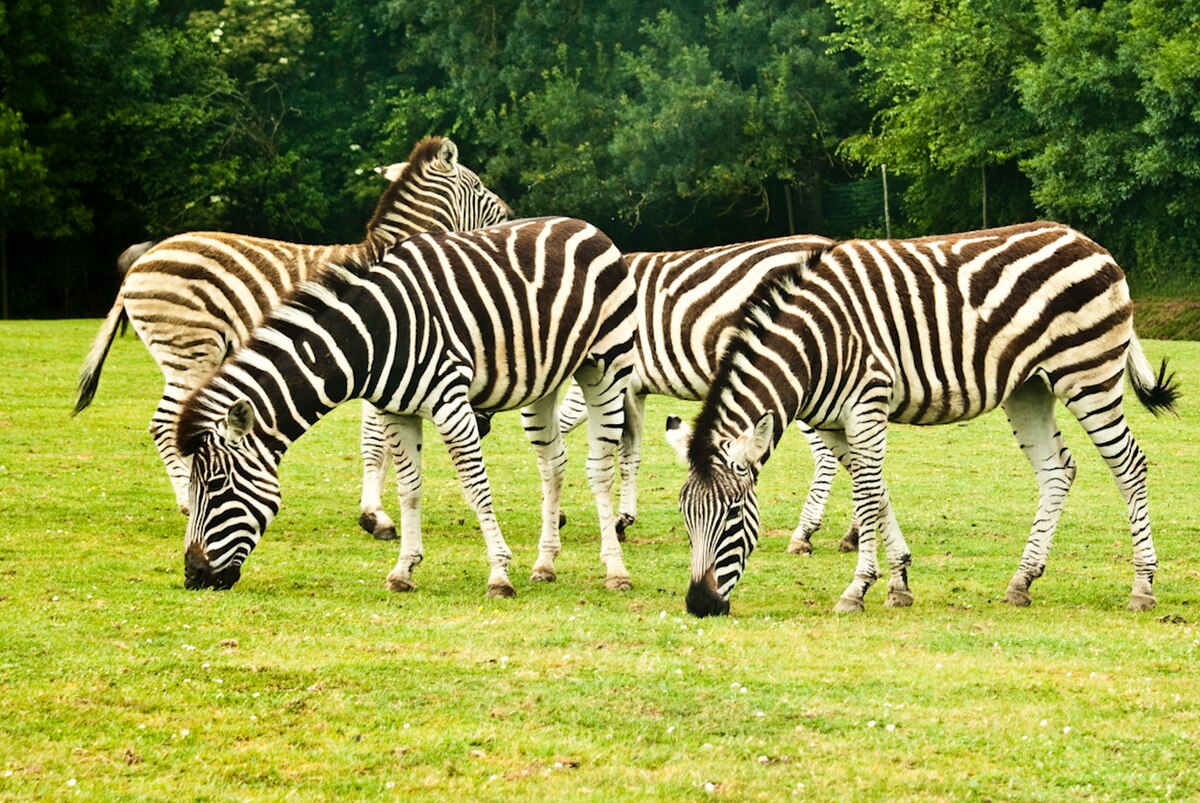 Planète sauvage (parc)
