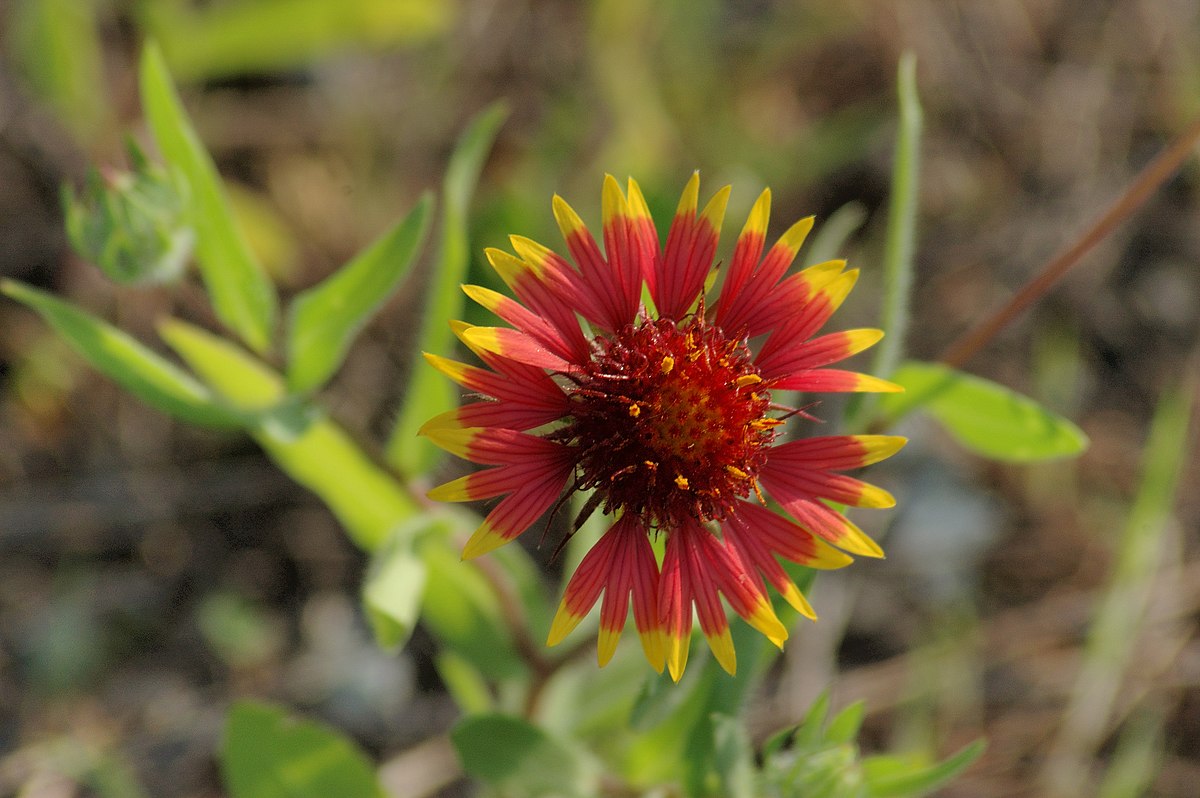 Gaillardia
