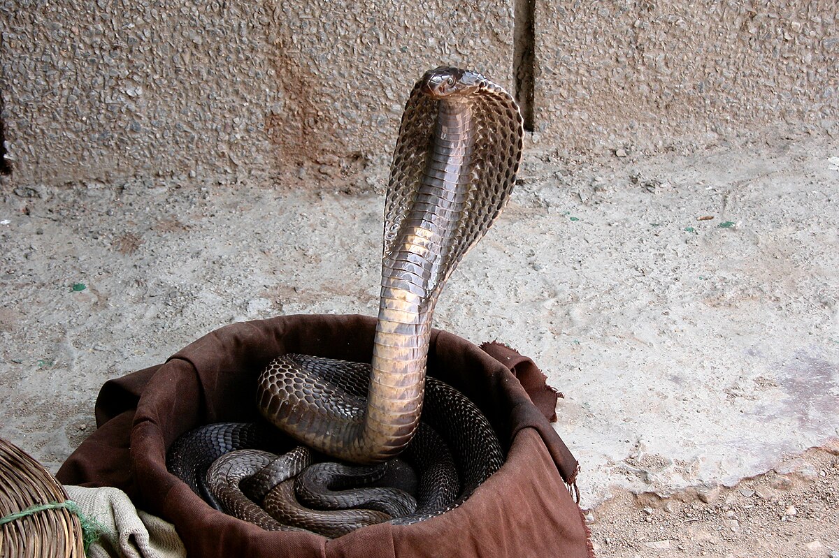 Cobra indien