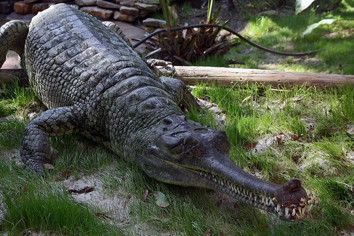Gavialidae