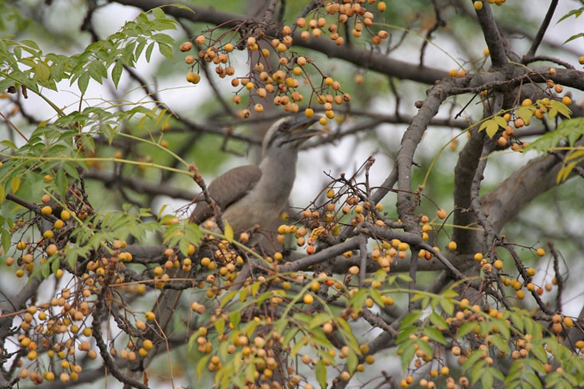 Fruits