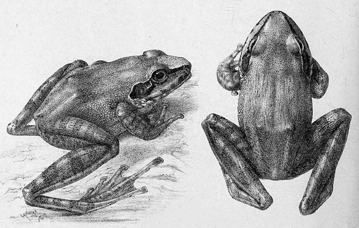 Indirana beddomii