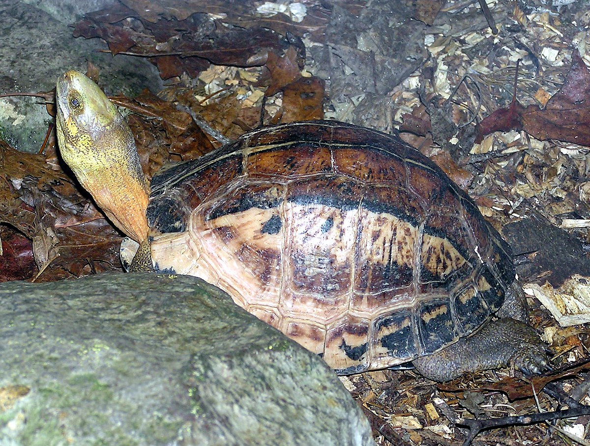 Cuora galbinifrons