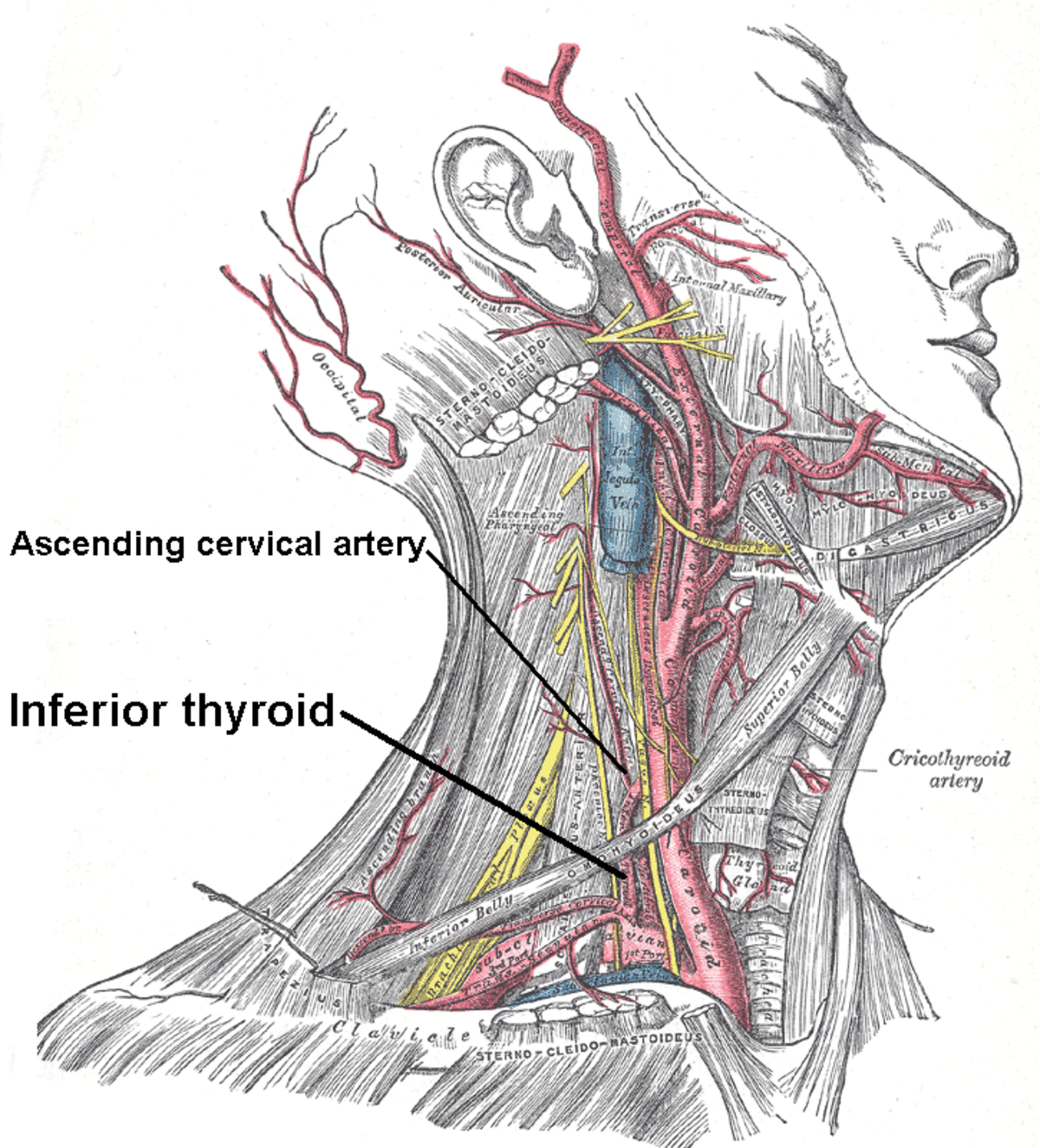 Artère thyroïdienne inférieure