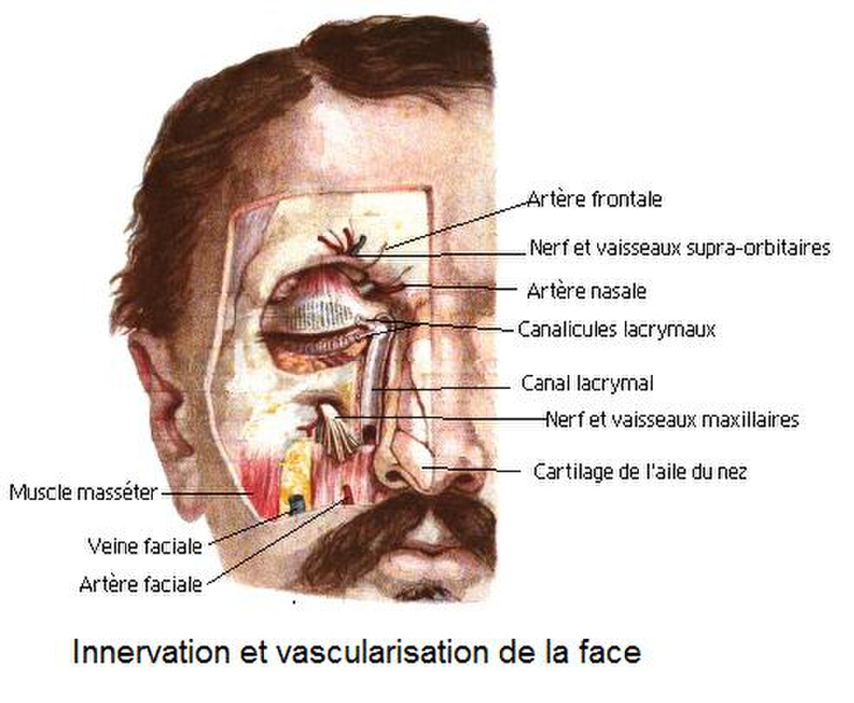 Innervation et vascularisation de la face.jpg