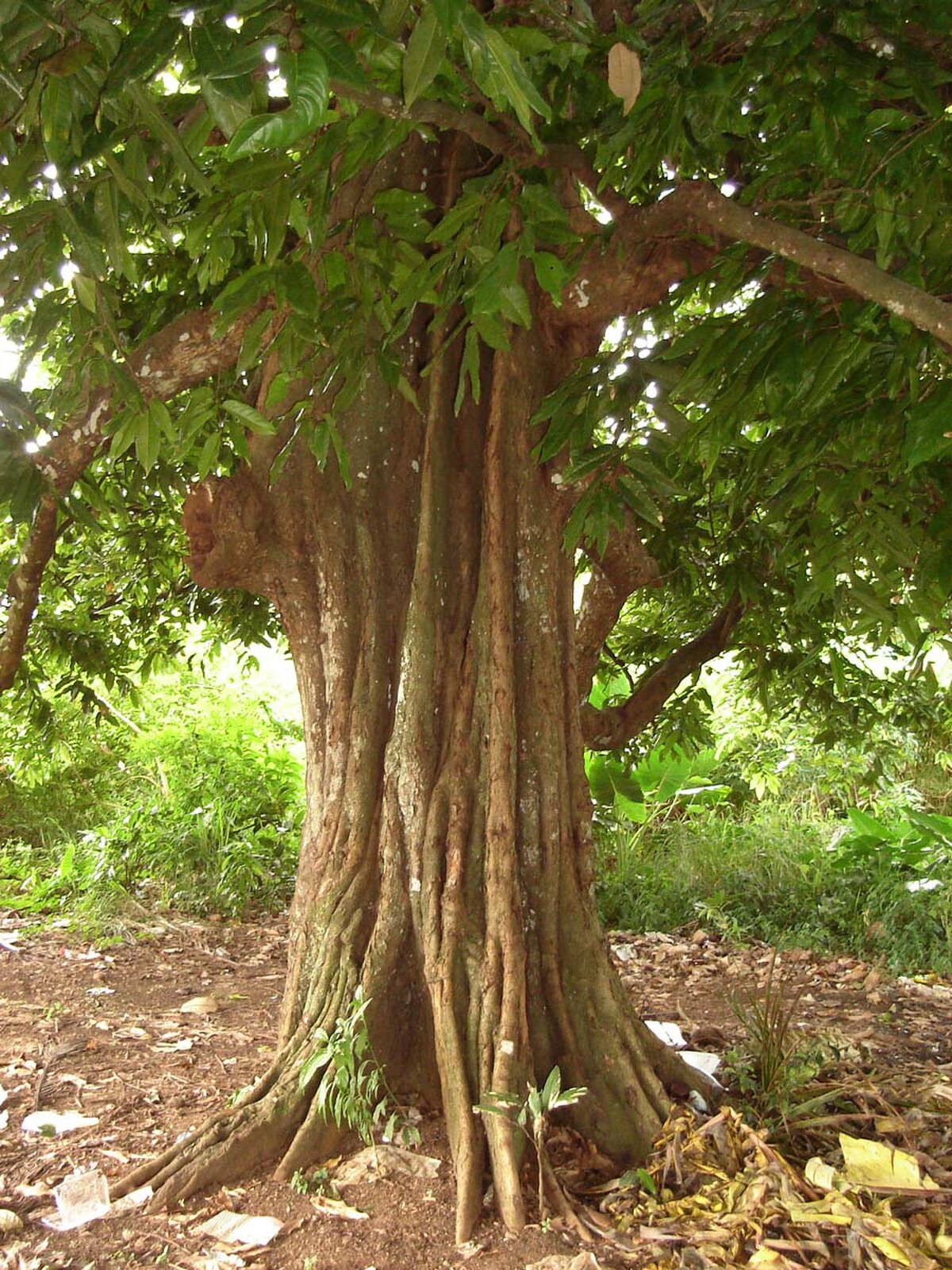 Châtaignier tahitien