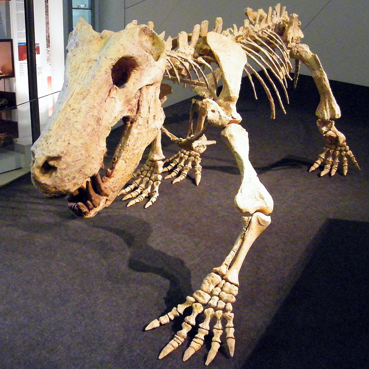 Inostrancevia skeleton.jpg