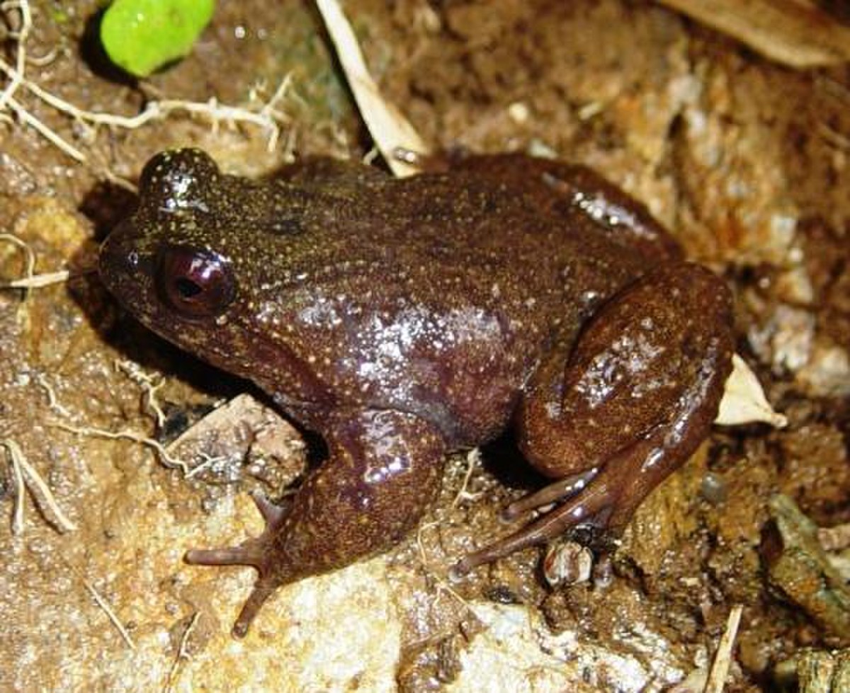 Insuetophrynus acarpicus