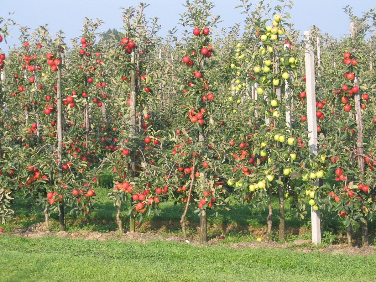 Arbre fruitier