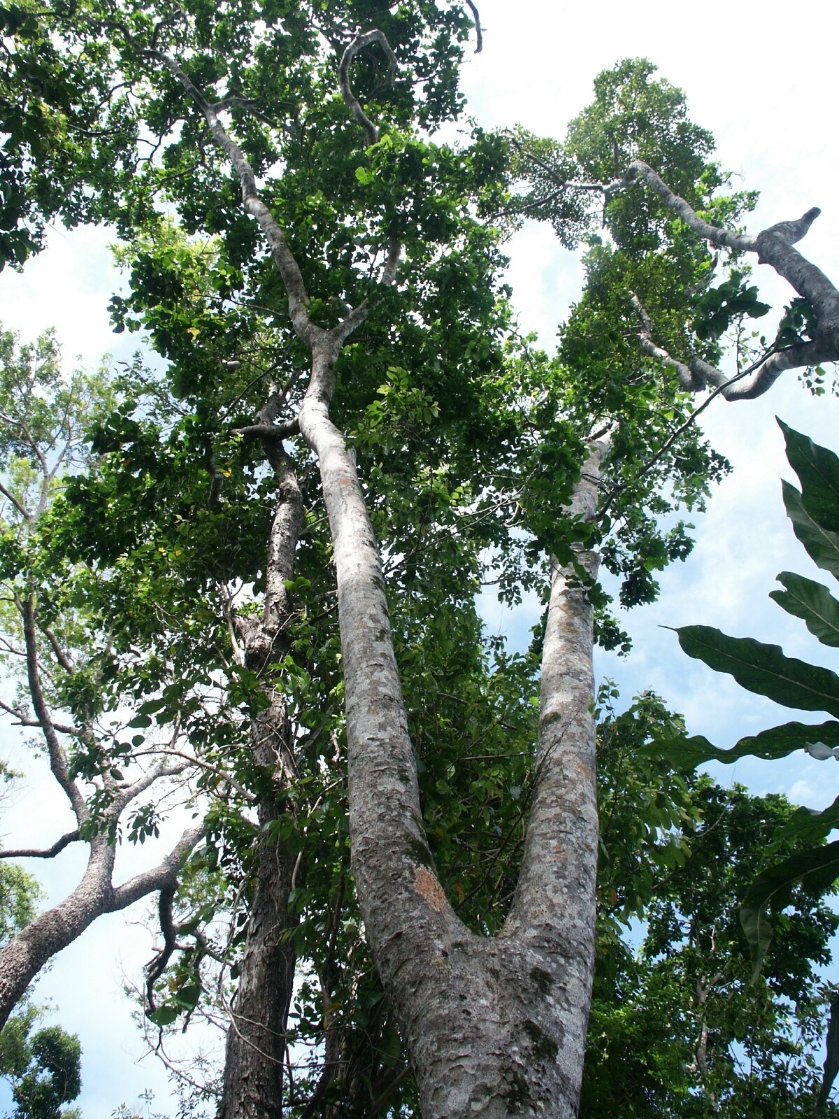 Kohu