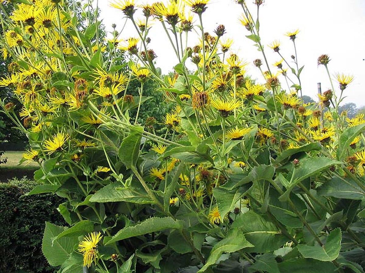 Inule helenium.jpg