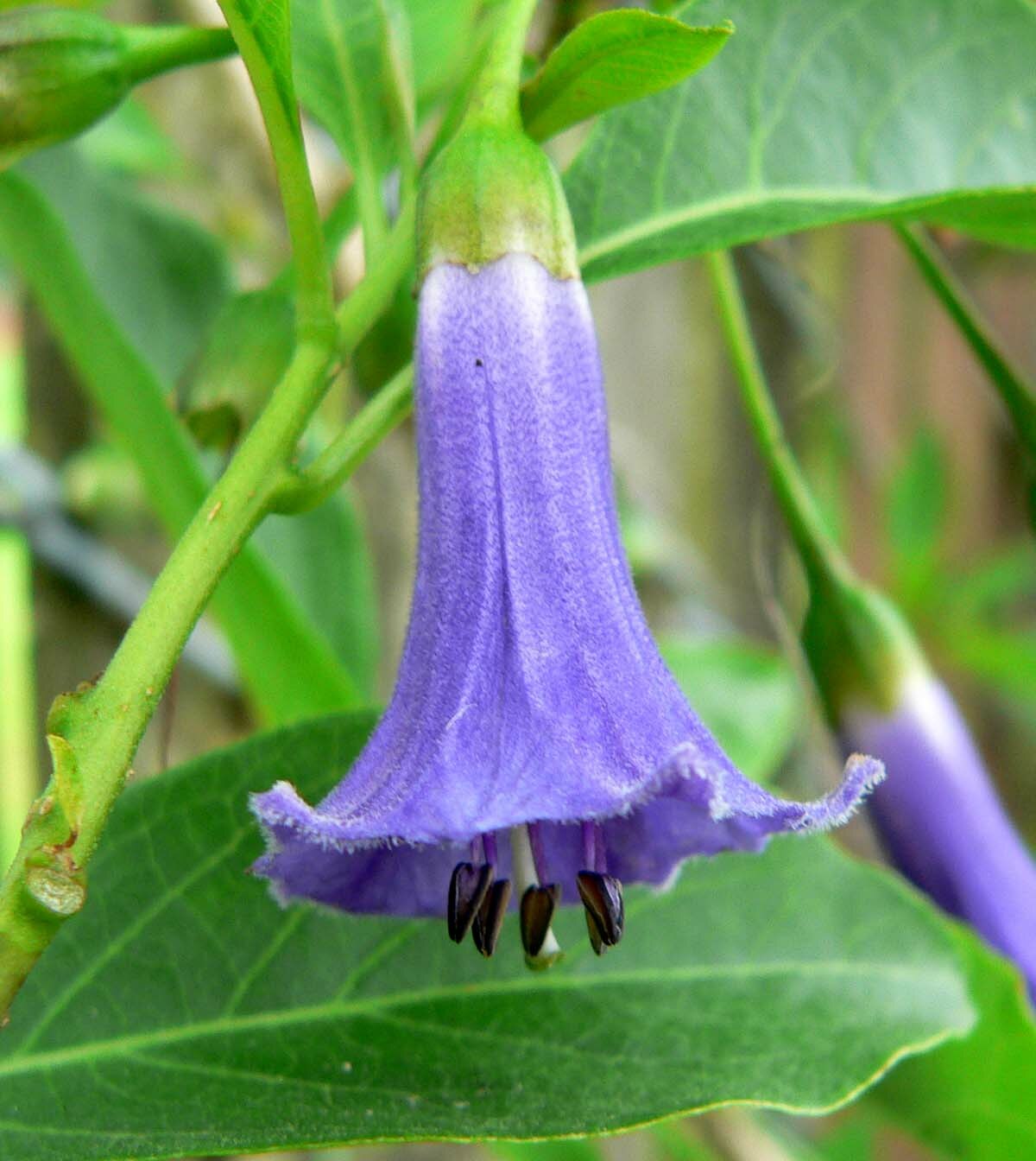Iochroma
