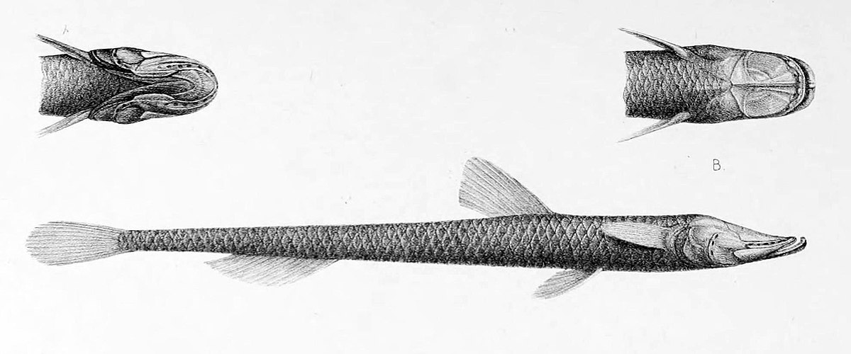 Ipnops