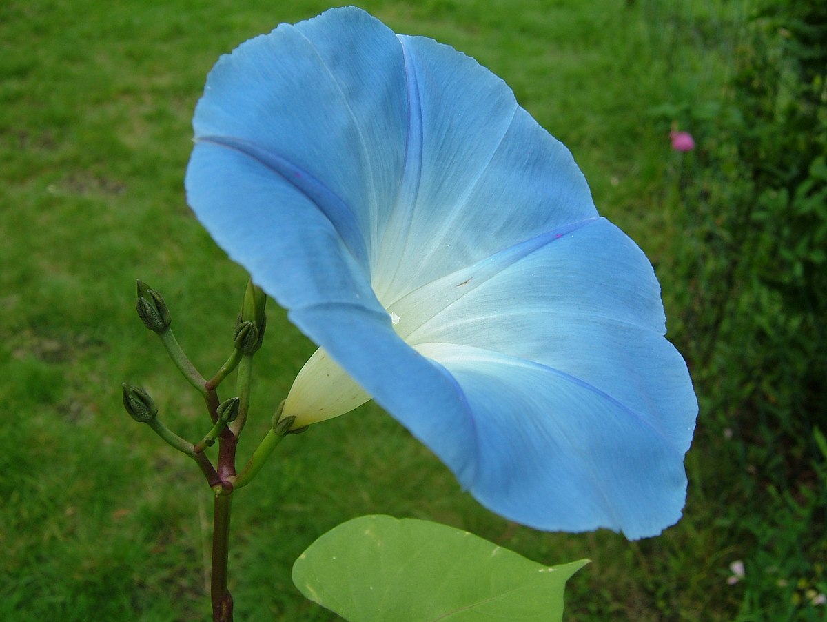 Ipomée