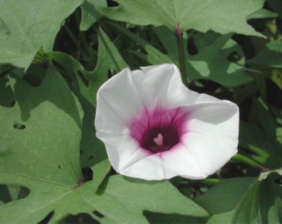 Ipomoea batatas en fleur