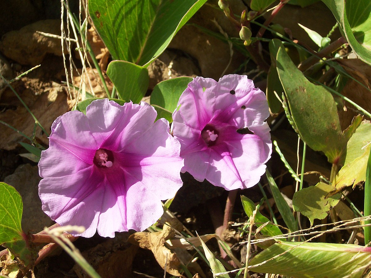 Ipomoea pes-caprae